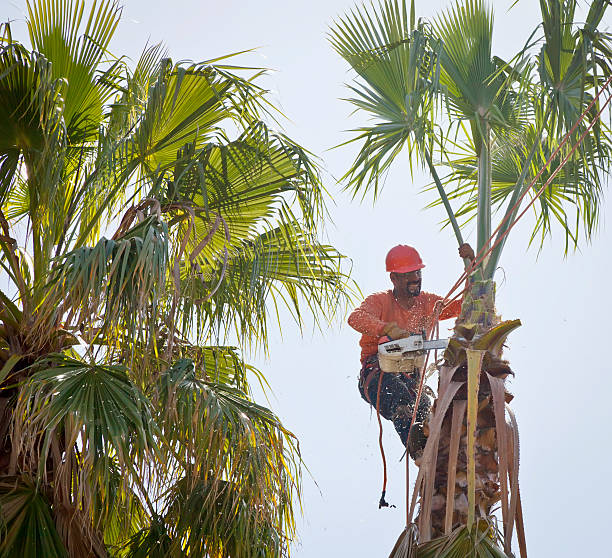 Reliable Woodacre, CA Tree Removal Solutions