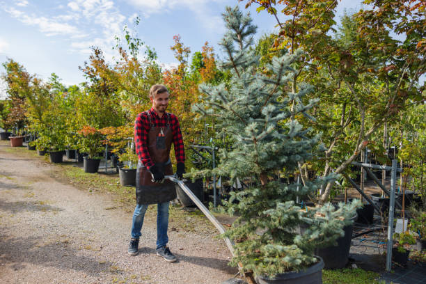 Lawn Watering Services in Woodacre, CA